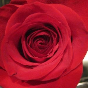 Meet your Posher, Isabelle